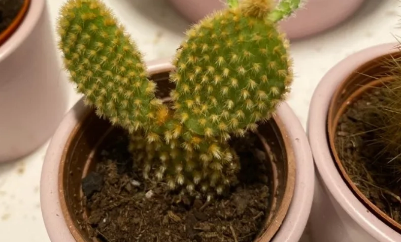 多肉植物澆水頻率