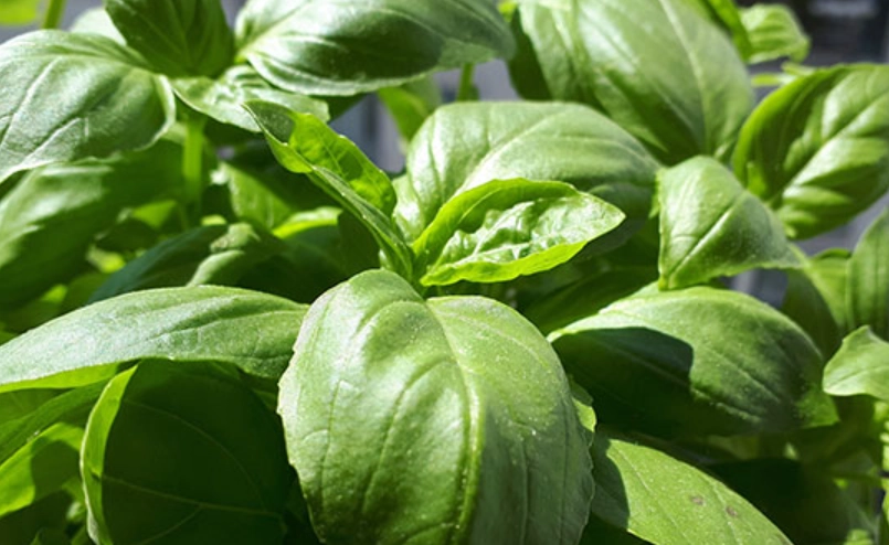 室內種植羅勒 室內種植羅勒