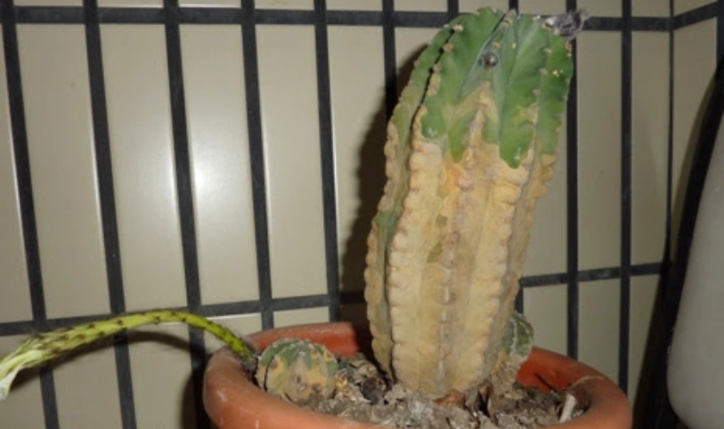 多肉植物澆水頻率 多肉植物澆水頻率