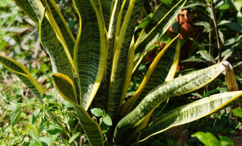 虎尾蘭土壤酸鹼值完整指南：測試、調整與養護秘訣