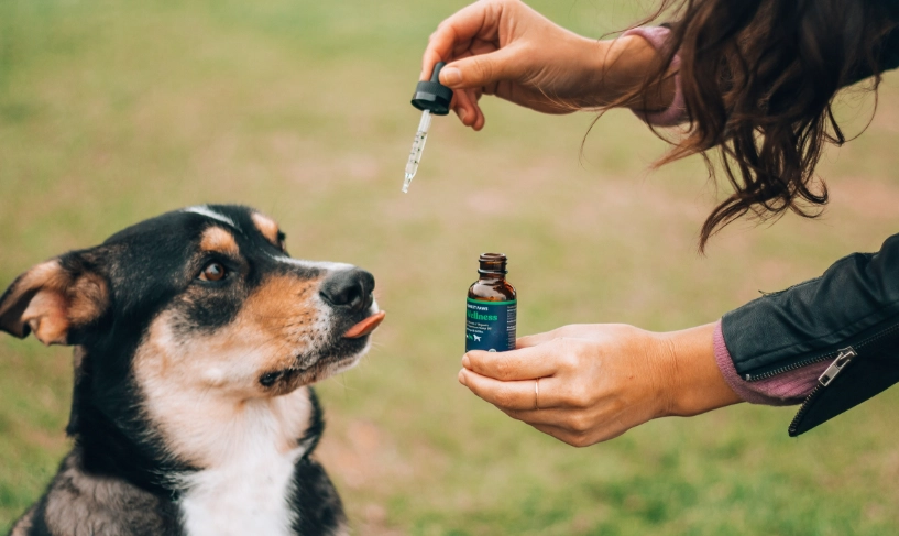 狗 可以 聞 的 精油