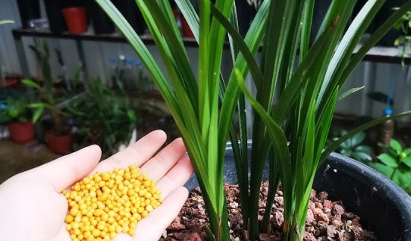 蘭花施肥 蘭花施肥