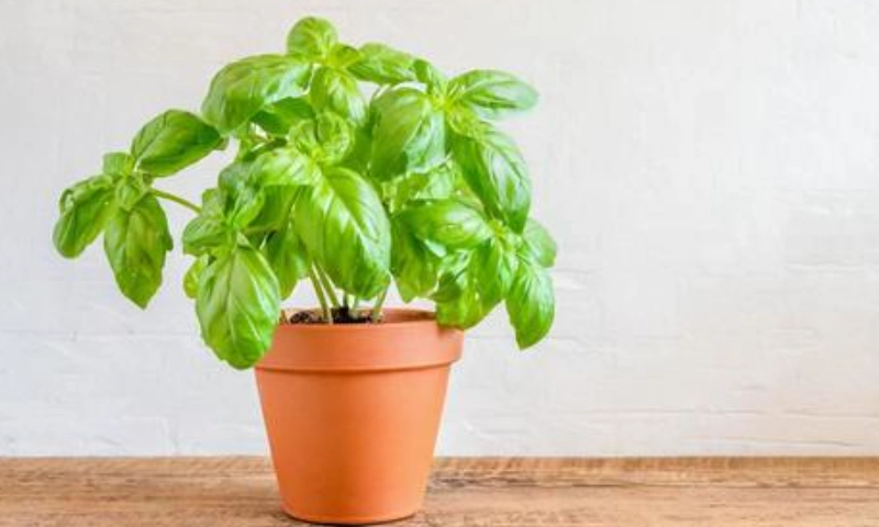 羅勒盆栽 羅勒盆栽