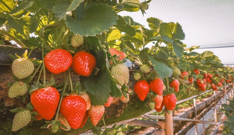 台南採草莓 台南採草莓
