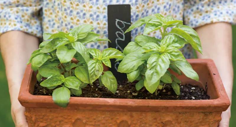 陽台種香草 陽台種香草