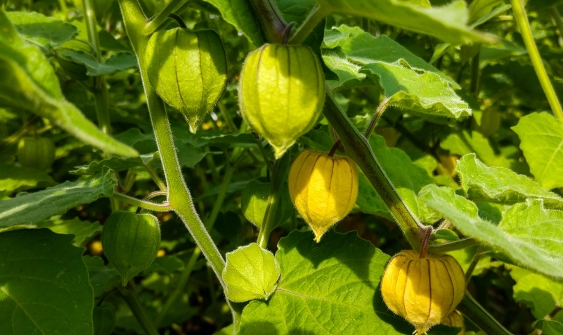 燈籠果發芽時間