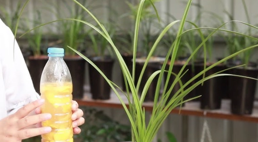 蘭花施肥 蘭花施肥