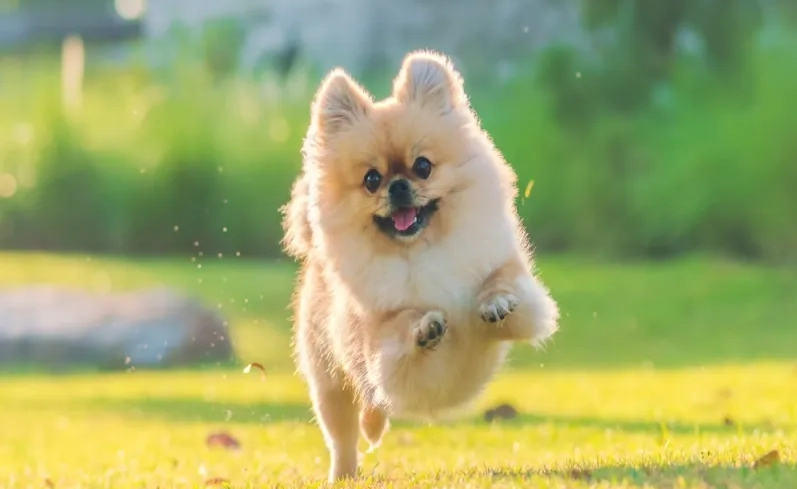 狗狗 精油 安全