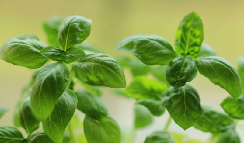 陽台種香草 陽台種香草