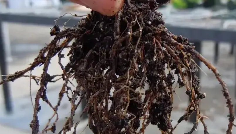 植物悶根 植物悶根