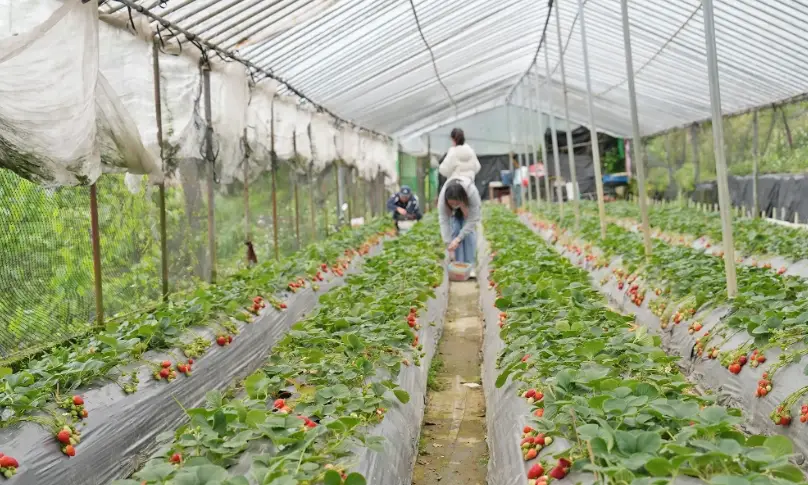 台湾草莓园 台湾草莓园