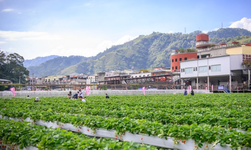 草莓园推荐 草莓园推荐