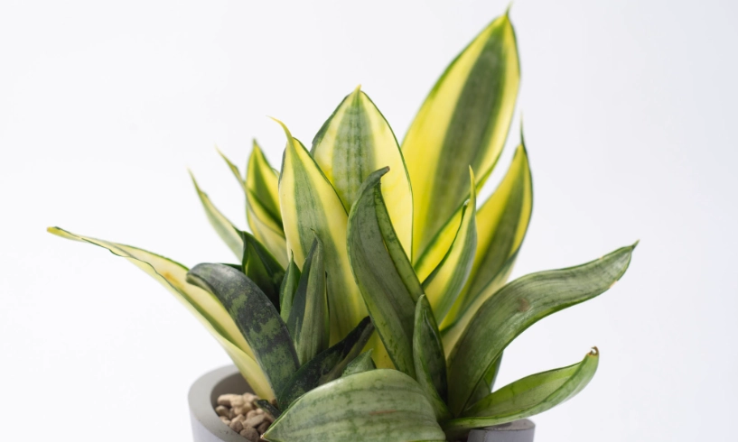 虎尾蘭爛根處理 虎尾蘭爛根處理