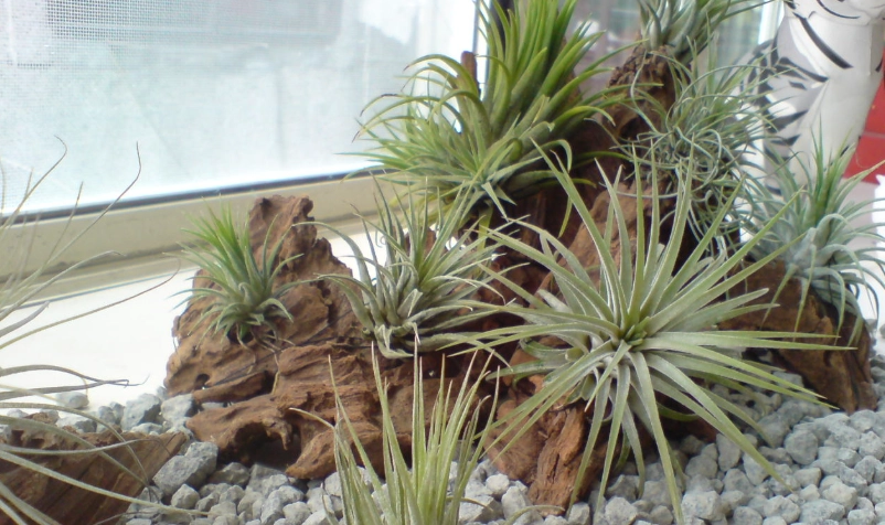 空氣鳳梨分株方法