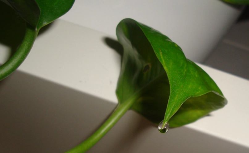 龜背芋葉片出水正常嗎 龜背芋葉片出水正常嗎