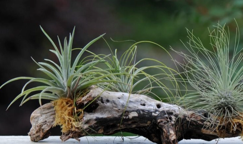 空氣鳳梨分株後照顧