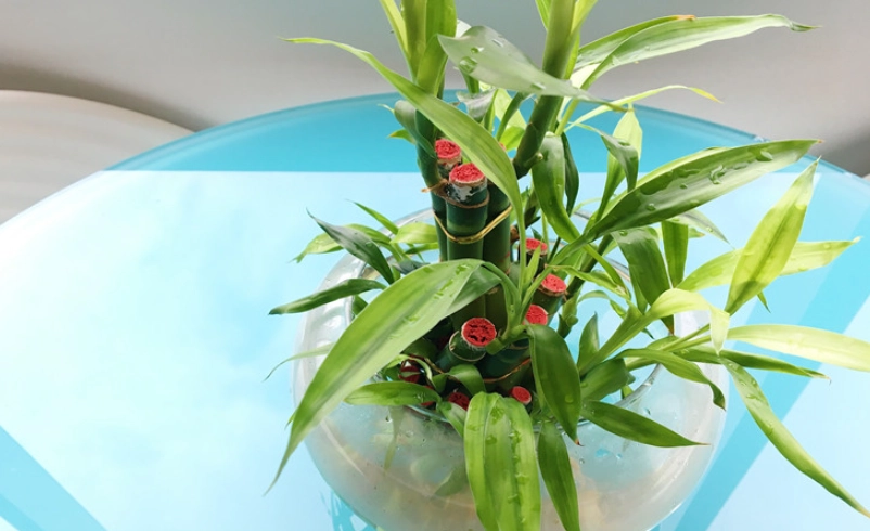 富贵竹修剪時機