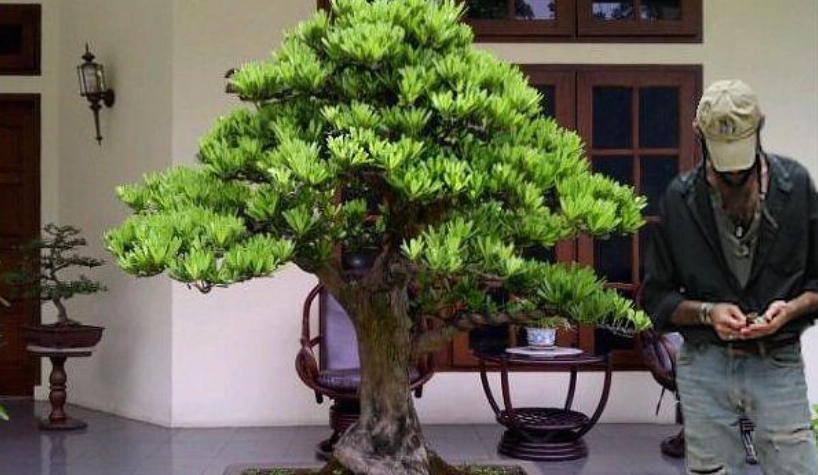 羅漢松造型修剪 羅漢松造型修剪