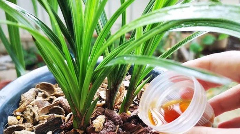 有機肥料DIY 有機肥料DIY