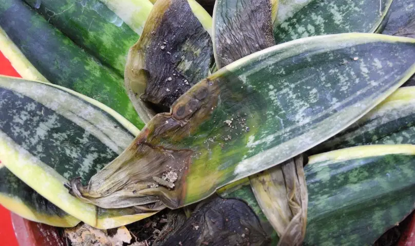 虎尾蘭澆水方法 虎尾蘭澆水方法