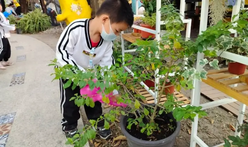 盆栽養護技巧 盆栽養護技巧