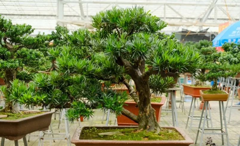 大型羅漢松修剪 大型羅漢松修剪