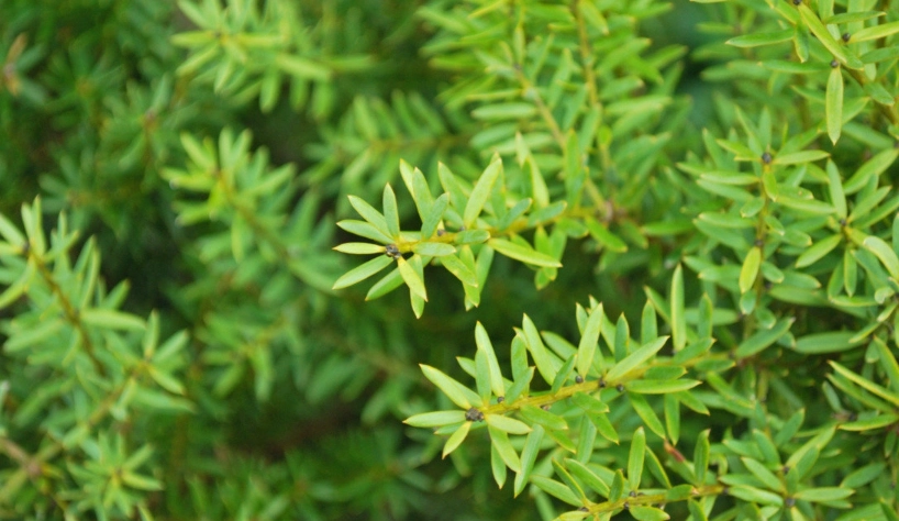 羅漢松造型修剪 羅漢松造型修剪