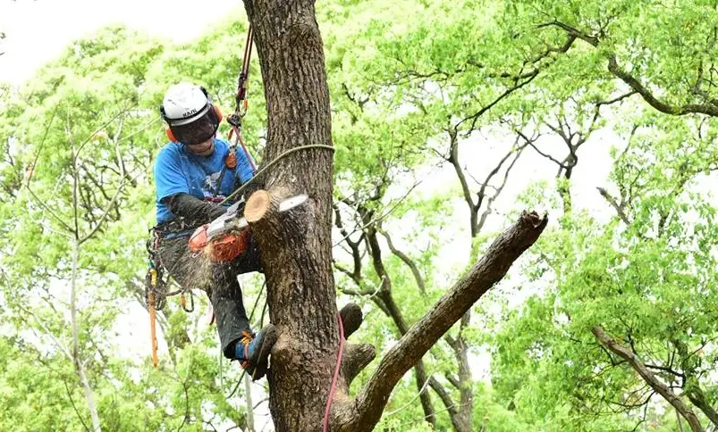 安全鋸樹 安全鋸樹