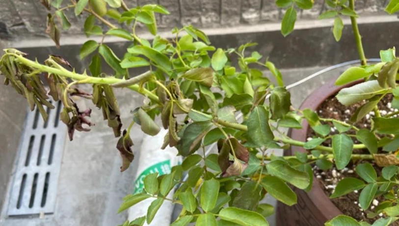 根系悶根處理 根系悶根處理