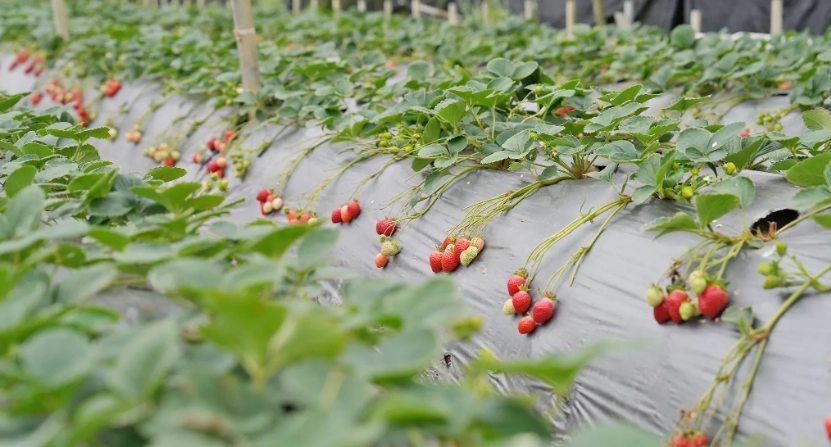 草莓园推荐 草莓园推荐