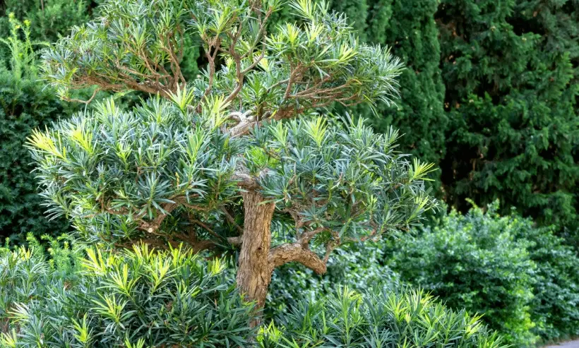 老樹修剪方法 老樹修剪方法