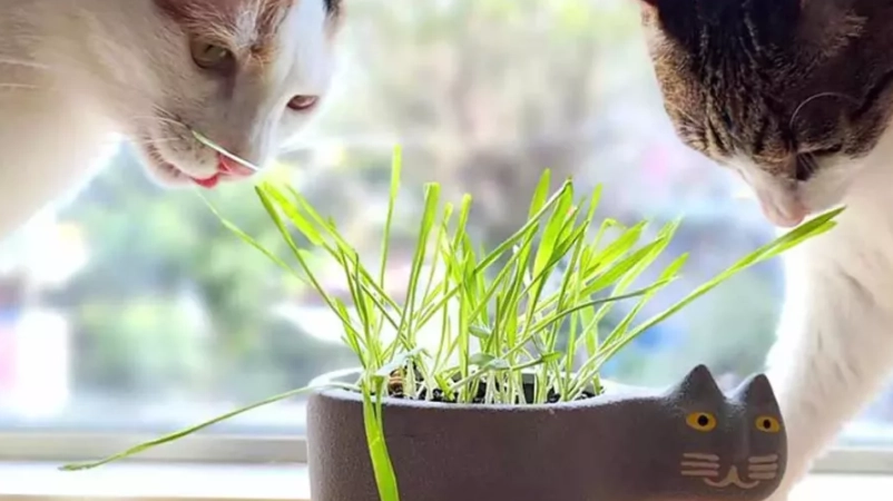 對貓無毒的植物