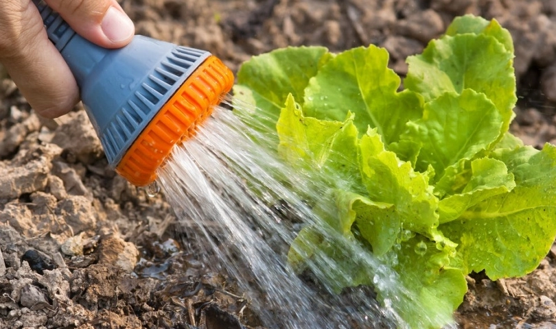 盆栽養護技巧 盆栽養護技巧