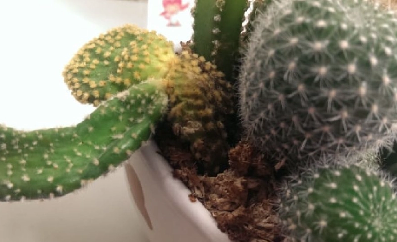 仙人掌爛根處理 仙人掌爛根處理