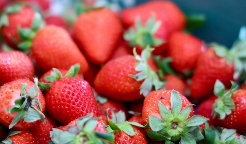 台南採草莓 台南採草莓