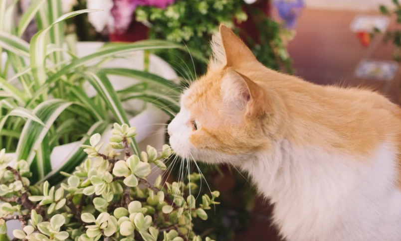 貓咪可以聞的花