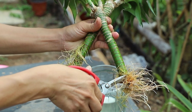 富贵竹修剪方法