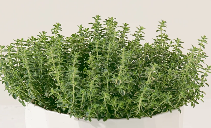 對貓無毒的植物