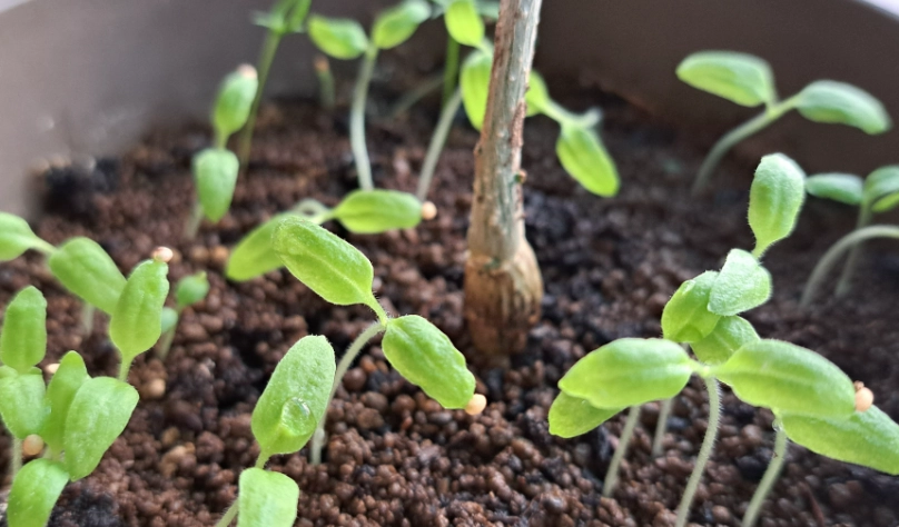 燈籠果發芽時間