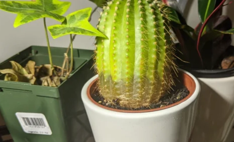 仙人掌爛根處理 仙人掌爛根處理