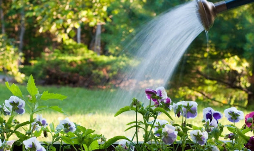 植物澆水時機 植物澆水時機