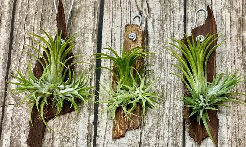 空氣鳳梨分株後照顧