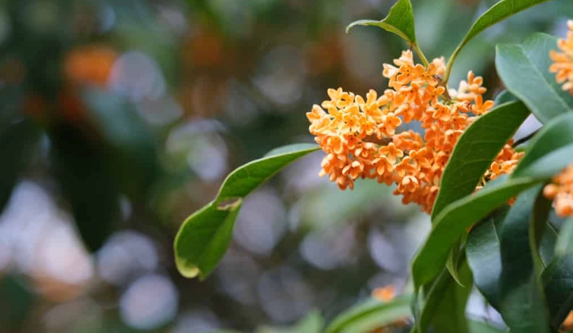 桂花開花技巧全攻略：掌握關鍵步驟讓花香滿園