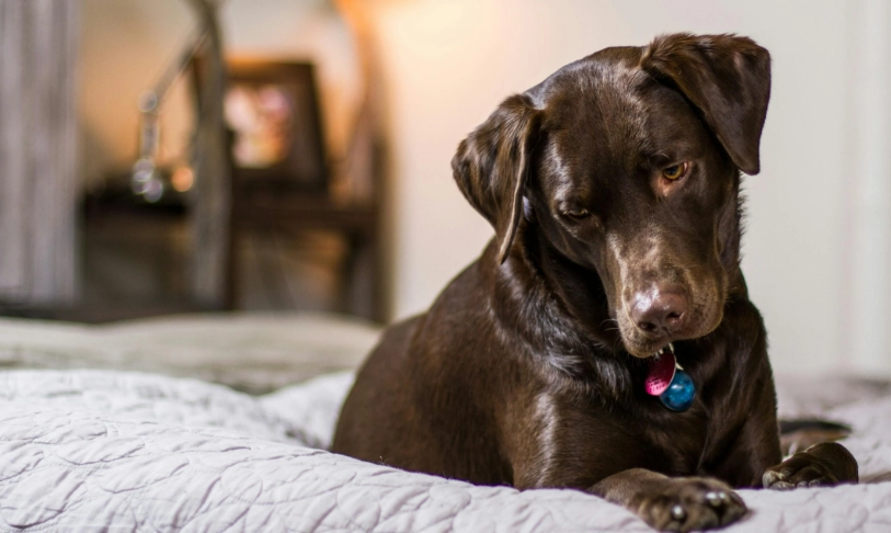 狗狗 精油 安全