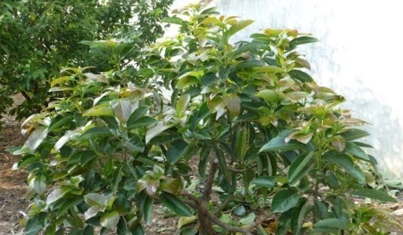 酪梨樹修剪時間