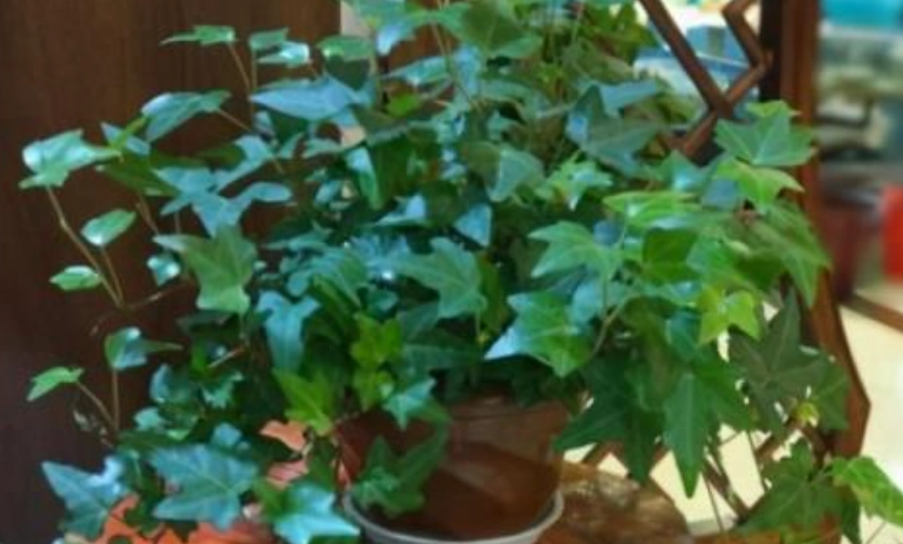 植物悶根 植物悶根