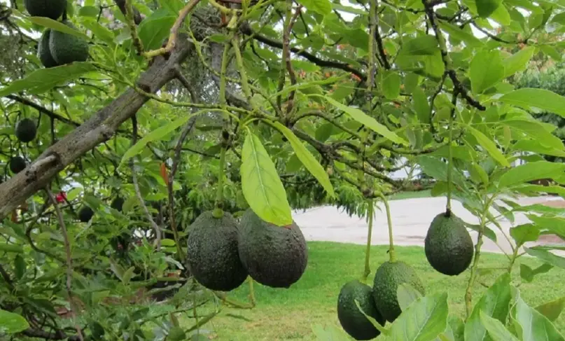 酪梨樹修剪好處