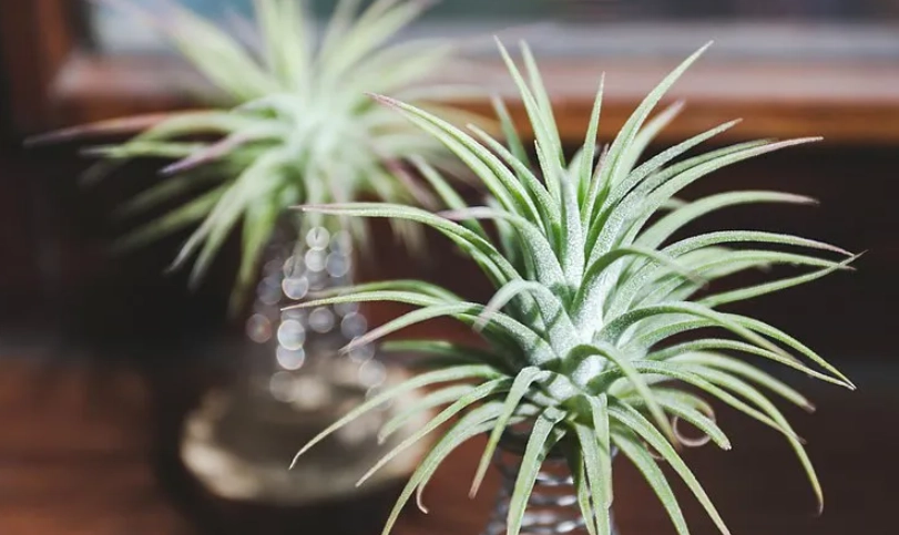 空氣鳳梨分株方法