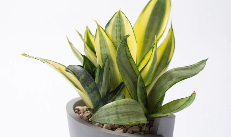 虎尾蘭土壤pH值