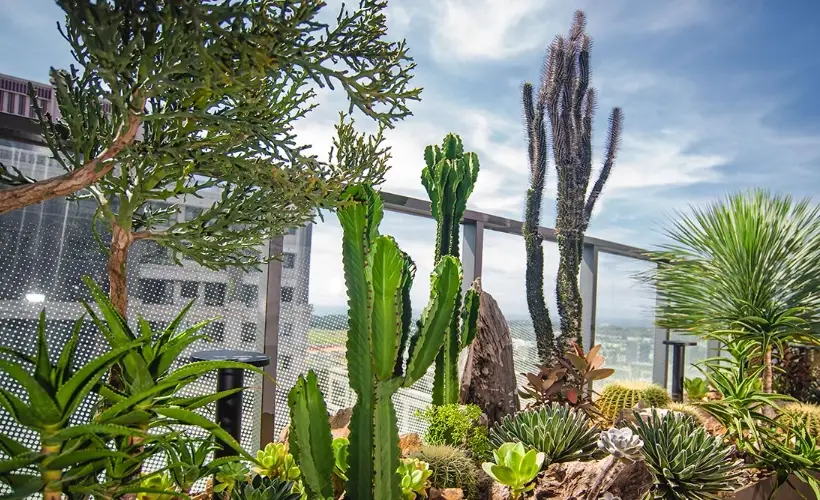 懶人植物陽台 懶人植物陽台